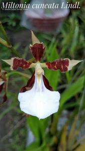 Miltonia cuneata