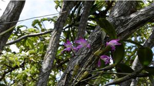 Laelia autumnalis