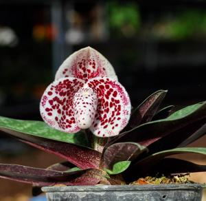 Paphiopedilum bellatulum