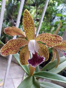 Cattleya schofieldiana