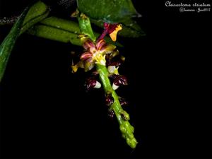 Cleisostoma striatum