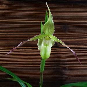 Phragmipedium longifolium