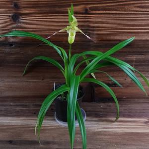 Phragmipedium longifolium