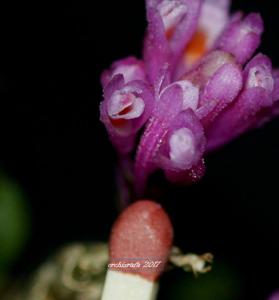 Dendrobium limpidum