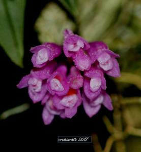 Dendrobium limpidum