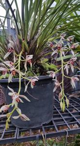 Cymbidium dayanum