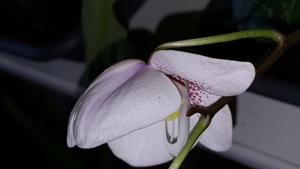 Phalaenopsis philippinensis