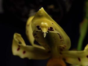 Stanhopea frymirei