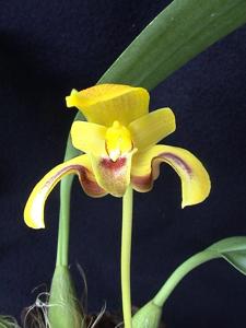 Bulbophyllum dearei