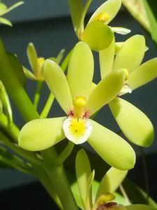 Cymbidium chloranthum