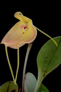 Masdevallia citrinella