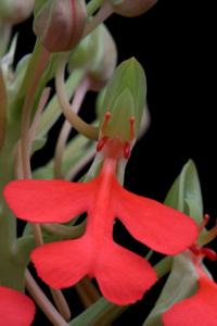 Habenaria rhodocheila