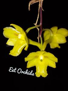 Dendrobium flos-wanua