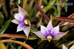 Dendrobium cyanocentrum