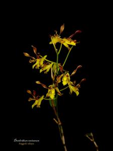 Dendrobium racieanum