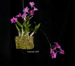 Dendrobium bigibbum