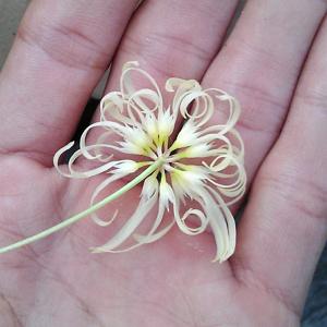 Bulbophyllum purpurascens