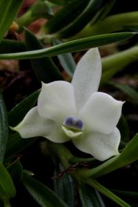 Dendrobium subuliferum