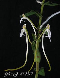 Solenangis wakefieldii