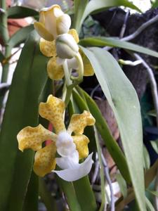 Vanda insignis