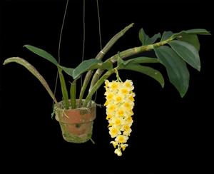 Dendrobium densiflorum