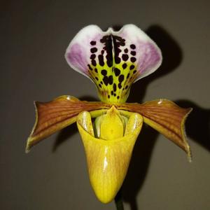 Paphiopedilum gratrixianum