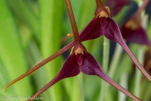 Masdevallia herradurae