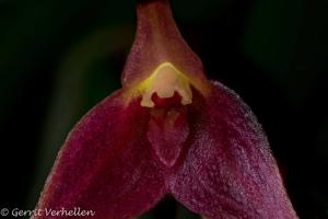 Masdevallia herradurae