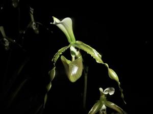 Paphiopedilum dianthum