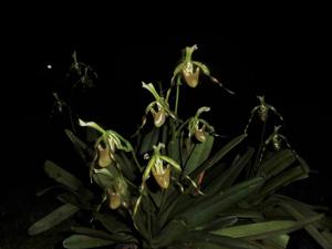 Paphiopedilum dianthum