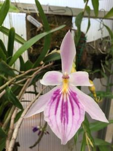 Miltonia spectabilis