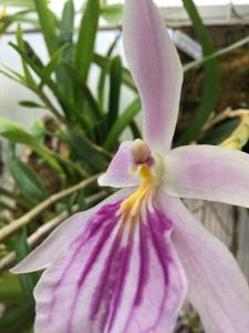 Miltonia spectabilis