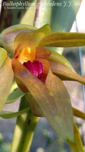 Bulbophyllum graveolens