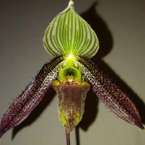 Paphiopedilum wardii