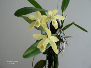 Cattleya luteola