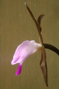 Cattleya dormaniana