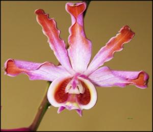 Myrmecophila grandiflora