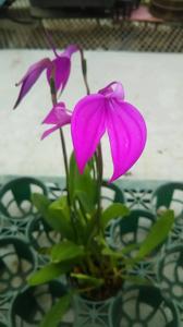 Masdevallia coccinea