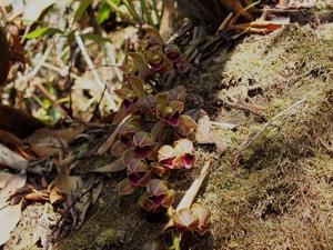 Cymbidium devonianum