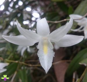 Dendrobium crumenatum