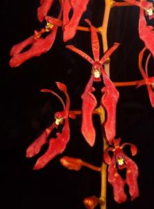 Renanthera coccinea