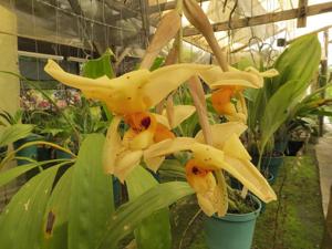 Stanhopea gibbosa
