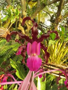 Laelia splendida