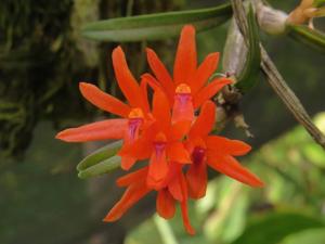 Scaphyglottis bidentata