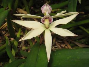 Prosthechea baculus