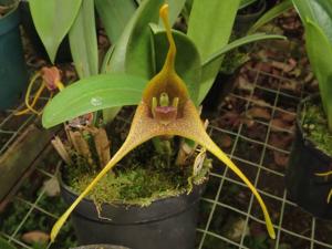 Masdevallia peristeria