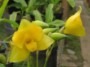 Lycaste macrobulbon