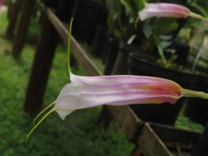 Masdevallia datura