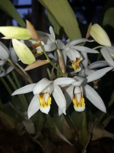 Coelogyne huettneriana