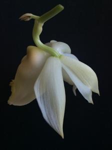 Catasetum pileatum var. album